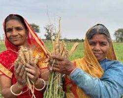 Herb Farming
